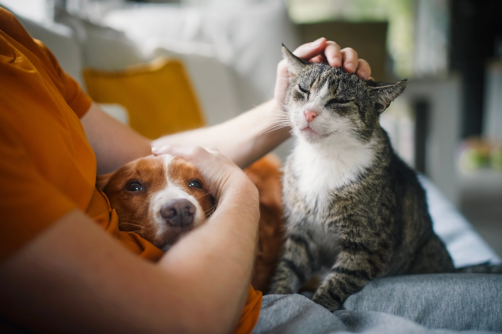 Kedi ve Köpek Bakımında Yeni Yaz Rutini